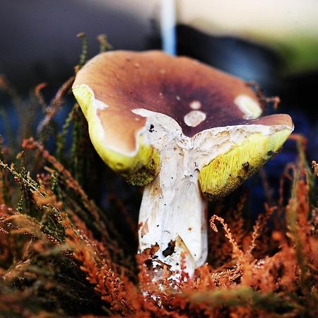 Domki Pod Jablonka Elganowo Bagian luar foto